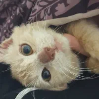 واگذاری گربه