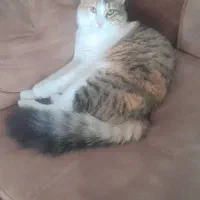 گربه ماده موبلند وزیبارایگان