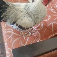 خروس کاملا سالم ا