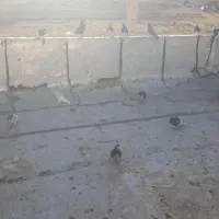 کبوتر|پرنده|شیراز, چشمه سید صفری|دیوار