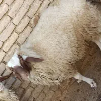 گوسفند|حیوانات مزرعه|کرمانشاه, |دیوار