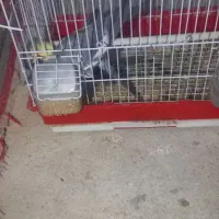 عروس هلندی توسی|پرنده|اهر, |دیوار