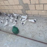 بیست عدد کبوتر