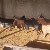 ماده بز|حیوانات مزرعه|هشتگرد, تهران دشت|دیوار
