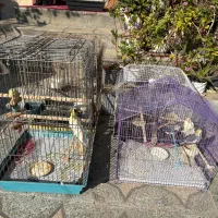 پرنده عروس هلندی سخنگو|پرنده|قائمشهر, |دیوار