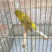 قناری خوشرنگ و خوش قد|پرنده|قزوین, |دیوار