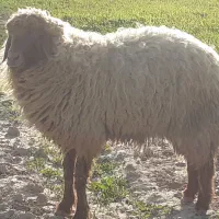 گوسفند آبستن