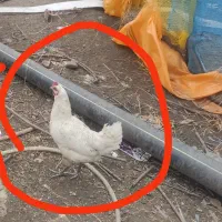 مرغ و خروس محلی تخم گذار