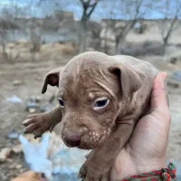 توله سگ پیت بول|سگ|شهر بابک, |دیوار