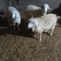 گیسه|حیوانات مزرعه|بافت, |دیوار