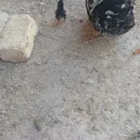 مرغ گلین و جوجه بوقلمون|حیوانات مزرعه|فولادشهر, زاینده رود|دیوار