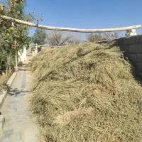 یونجه قورمه