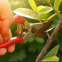 هرس کاری حرفه ای  درختان و گل ها