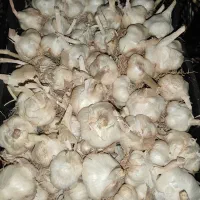 فروش سیر مرغوب 220000هزار تومان