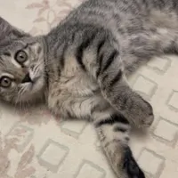 بچه گربه کوچیک و دلبر