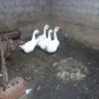 غاز قو غاز|حیوانات مزرعه|آزادشهر, |دیوار