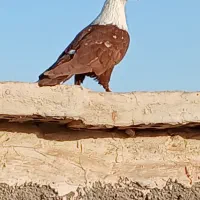 کبوتر کله سفید نر|پرنده|کارون, |دیوار