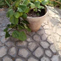 گل گوشواره ای زیبا|گل و گیاه طبیعی|اصفهان, طامه|دیوار