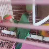 طوطی برزیلی