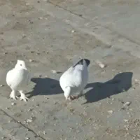 کبوترنقشی|پرنده|اصفهان, قلعه جوم|دیوار