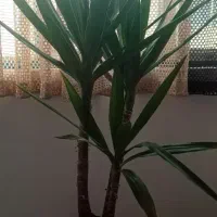 گل توکا معاوضه با آینه