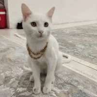 گربه تربیت شده|گربه|کاشمر, |دیوار