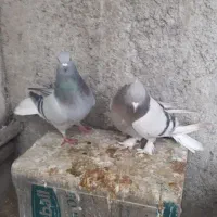 سیاه بازیکن نر سوسنی دمسفید سبز دمسفید