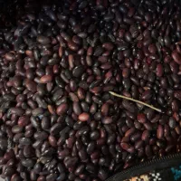 فروش لوبیا قرمز