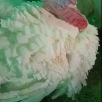 بوقلمون پرواری