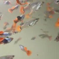 ماهی گوپی دامبو ردتیل تایلندی