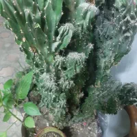 گل صخره|گل و گیاه طبیعی|رشت, شالکو|دیوار