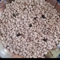 لوبیا سفید محلی مناسب برای کاشتن
