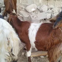 بز وکهره|حیوانات مزرعه|آبپخش, |دیوار