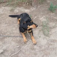 سگ ماده دوبرمن|سگ|مشهد, سپاد|دیوار