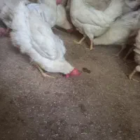 مرغ سفید تخم گذار جوان