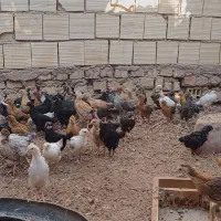 جوجه مرغ محلی بافق