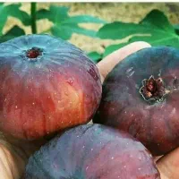 پیشفروش نهال انجیر یزدی|خدمات باغبانی و درختکاری|بابا حیدر, |دیوار