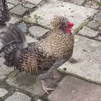 خروس کاکلی و پا پر