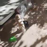 سگ پاکوتاه بدون شناسنامه|سگ|دماوند, دماوند|دیوار