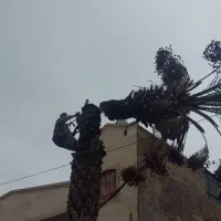 بریدن نخل قطع نخل هرس سم پای تقویتی