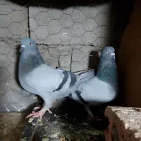 کفتر سبز و کله ای