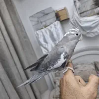 عروس هلندی ۱۵ ماهه ماده آماده جفت مست مست
