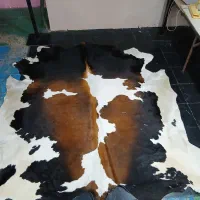 گوساله  بز گوسفند