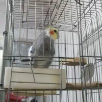 گمشده