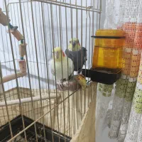 عروس هلندی مولد