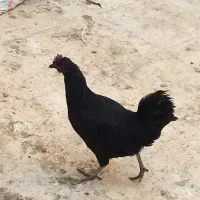 مرغ سیاه|حیوانات مزرعه|اهواز, شهرک نفت|دیوار