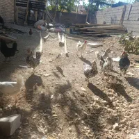 مرغ خروس