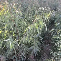 اکالیپتوس دوساله تولید اصفهان در فضای باز|خدمات باغبانی و درختکاری|اصفهان, سودان|دیوار