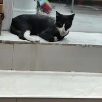 گربه خونگی پیدا شده