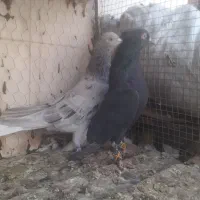 کفتر|پرنده|قائن, |دیوار